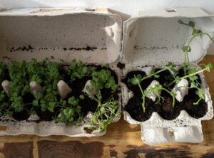 Should I Start a Herb Garden Appcgarden